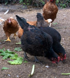 hens_blkforest-co_lah_8567