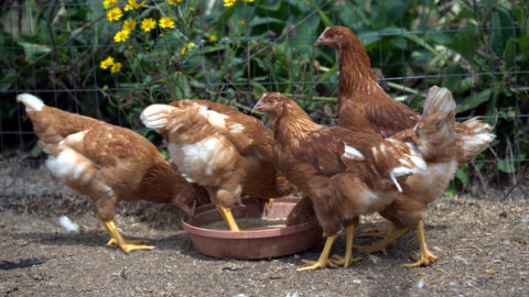 The pullets stuck together.