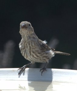 house-finch_burntmillrd_20090905_lah_0228