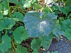 powdery-mildew-on-pumpkin-dbg-19sept05-lah-572