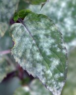 Powdery Mildew_DBG_LAH_8003