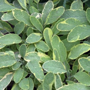 salvia-officinalis_dbg_lah_0864