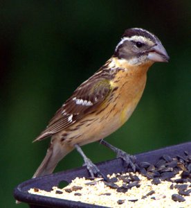 black-headed-grosbeak_blkforest-co_lah_6171-1