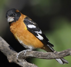 black-headed-grosbeak_santaritalodge-maderacynaz_lah_1792c8x10fil-s