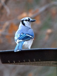 blue-jay_colospgsco_20100529_lah_4043