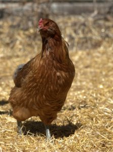 chicken_blkforestco_21100411_lah_2134