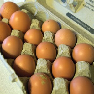 pullet-eggs_lah_2165
