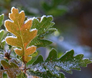 rime-ice_blkforest_20091012_lah_3992-1