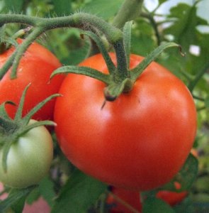 tomatoes-greenhouse-2008sept08-lah-296