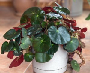 begonia_home_lah_2726