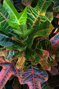 codiaeum-variegatum-var-pictum_croton_dbg_lah_6552