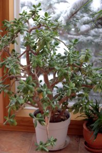 jade-plant_home_lah_2725