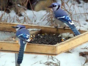 platform-feeder-home-17nov2005-lah-046r-1