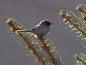 bushtit_cos-cbc_lah_3201