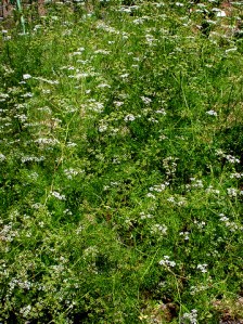 cilantro-pbg-lah-001