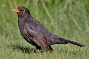 common_blackbird-wikipedia