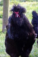 crevecoeur_chicken-wikipedia-1