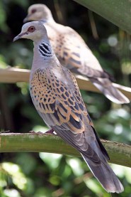 european-turtle-dove_streptopelia_turtur-wikipedia