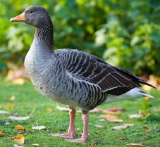 greylag-goose-wikipedia