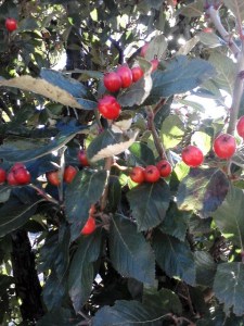 ilex_holly-berries