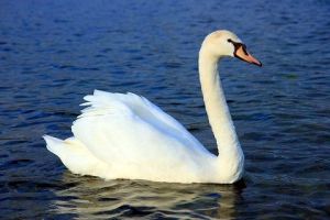 mute-swan-wikipedia-2