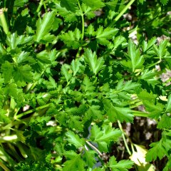 parsley-home-2008sept23-lah-244