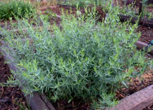 tarragon_home_lah_5125