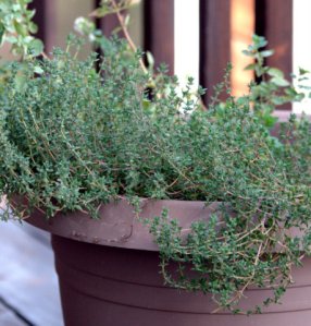 thyme_blkforest-co_lah_7184