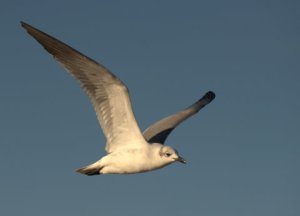 bocachica-brownsville-tx_lah_3743