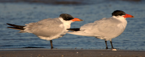caspian-tern_bocachica-brownsville-tx_lah_0231