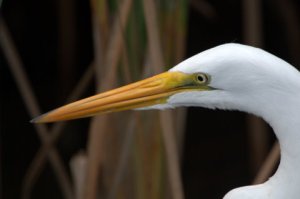 great-egret_padreis-tx_lah_0511