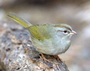 lagunaatascosanwr-tx_lah_3377