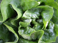 lettuce-butterhead-blkforestco-5junt07-lah-006