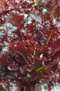 lettuce_dbg_lah_1459