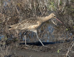 long-billed-curlew_padreis-tx_lah_0305-1