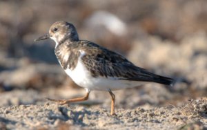 ruddy-turnstone_bocachica-brownsville-tx_lah_0136