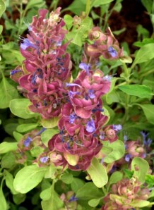 salvia-pachyphylla-giant-flowered-purple-sage-santafegreenhouses-2008jun28-lah-171
