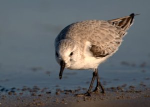 sanderling_bocachica-brownsville-tx_lah_0102