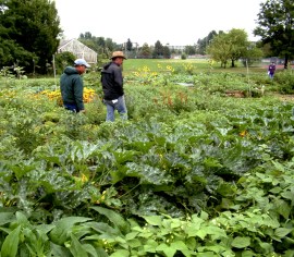 veggie-garden-student-run-csu-perc-lah-094-nx-1