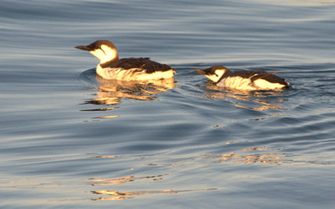 common-murre-male-with-chick_depoebayor_20090922_lah_1764