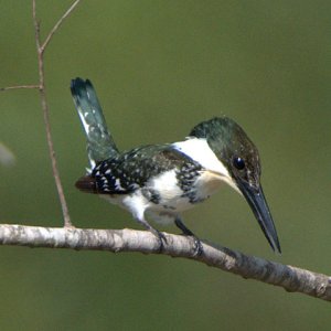 green-kingfisher_sabalpalms-brownsville-tx_lah_0580