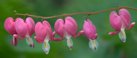 lamprocapnos-spectabilis_bleeding-heart_0280