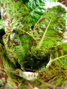 lettuce-bf-2008may30-lah-003