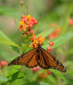 monarch-butterfly_sabalpalms-brownsville-tx_lah_4292