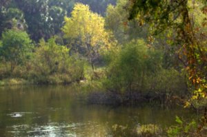 resaca_sabalpalms-brownsville-tx_lah_0543