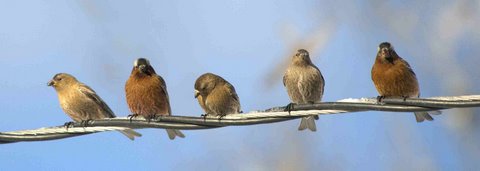 rosy-finches-on-wire_lavetaco_20100320_lah_0036nef