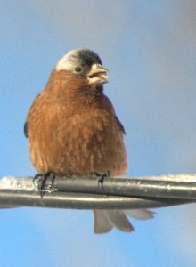 rosy-finches-on-wire_lavetaco_20100320_lah_0038