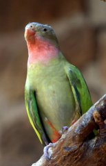 cheyennemtnzoo_lah_1883