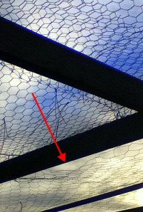 chicken-demise_005-with-line