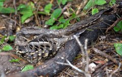 common-pauraque_esterollanograndesp-tx_lah_4636